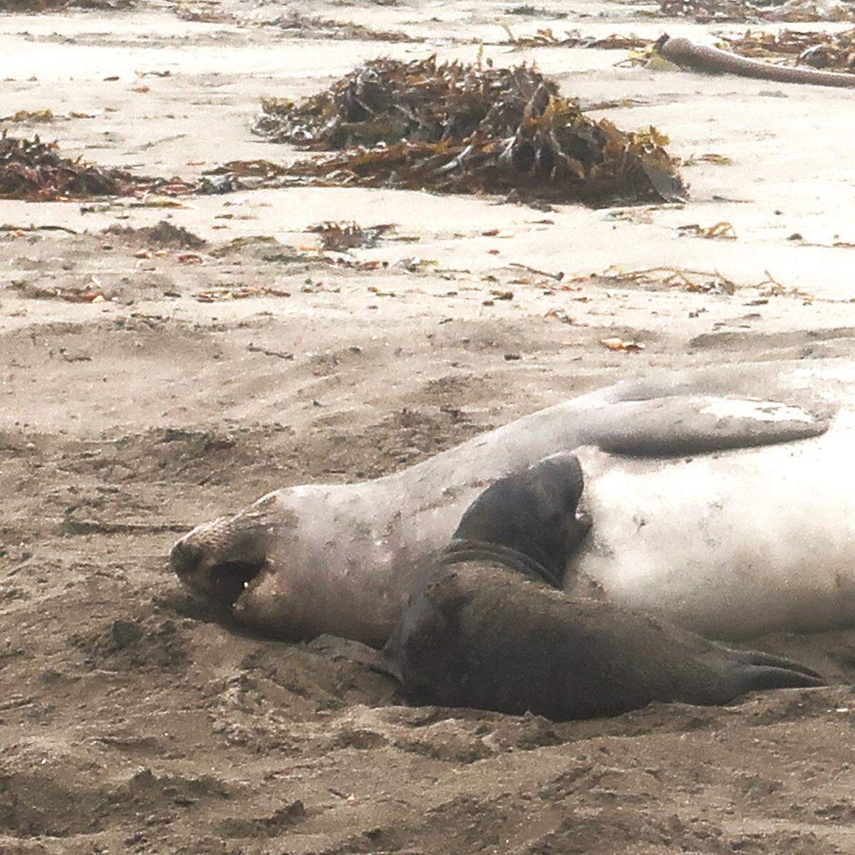 Mother and pup vocalize to each other. It will help them recognize each other as the beach gets more crowded.