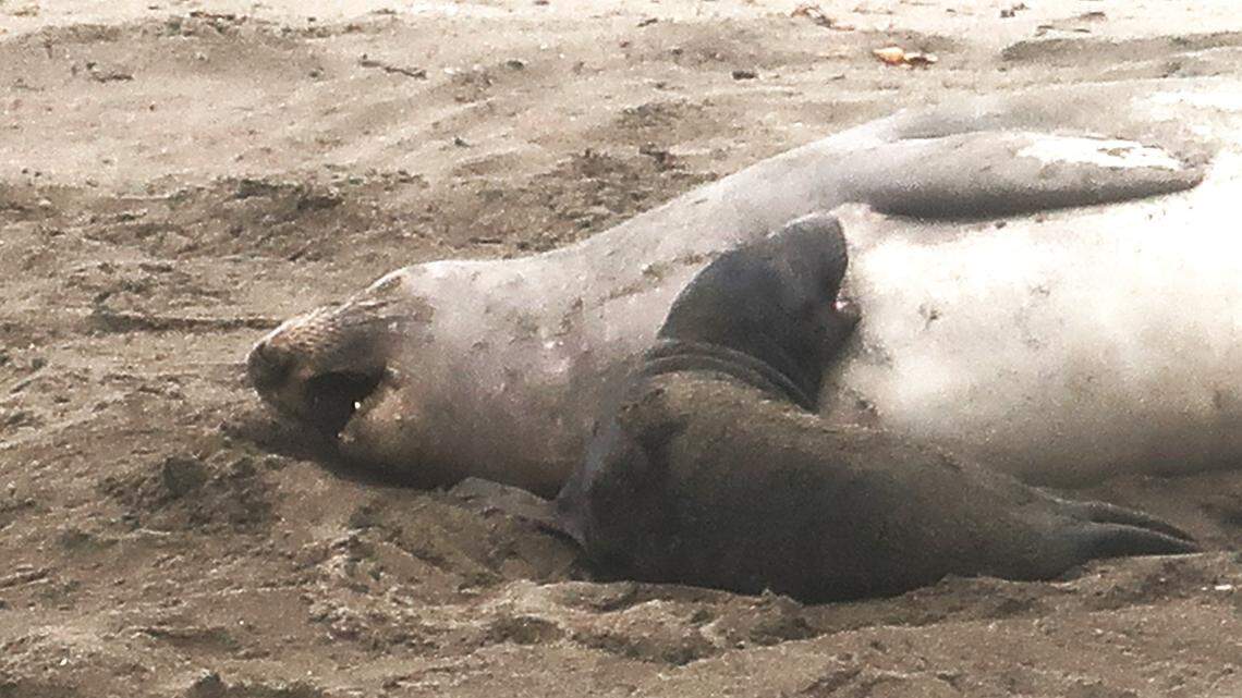 First elephant seal pups of season born at SLO County beaches. Here’s how to see them