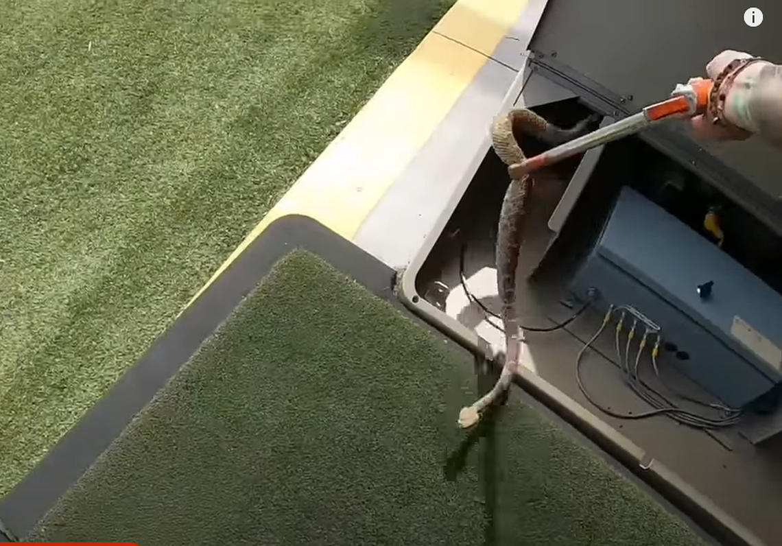 It took snake catcher Marissa Maki just over one minute to find and remove the snake.