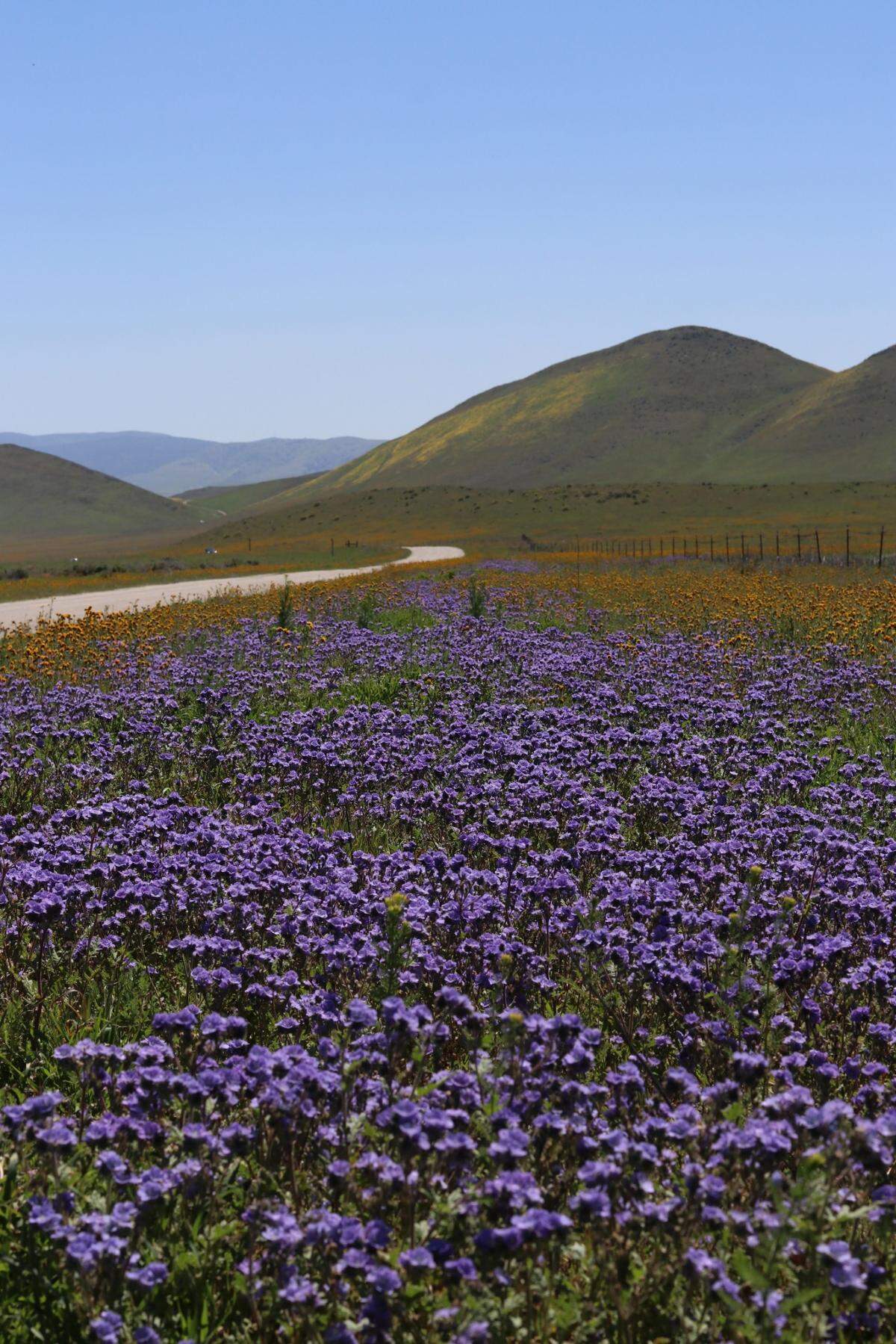 Joann Hyatt shot this photo of purple notch-leaved phacelias and other wildflowers off the side of the road next to Soda Lake in Carrizo Plain National Monument on Easter Sunday, April 9, 2023.