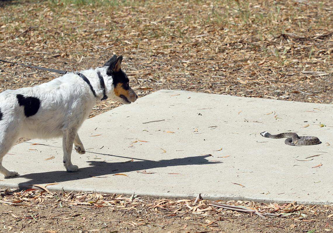 Rattlesnake Avoidance