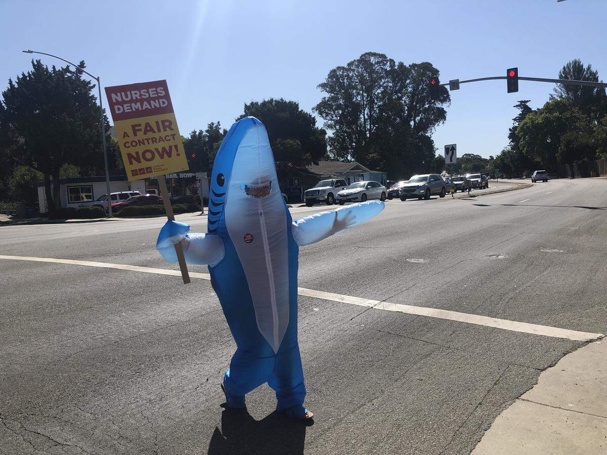 A woman dressed in a shark costume was among the 160 nurses and supporters picketing in front of Sierra Vista Regional Medical Center in San Luis Obispo. The nursing union was demanding more hiring and better contracts from its employer, Tenet Healthcare.