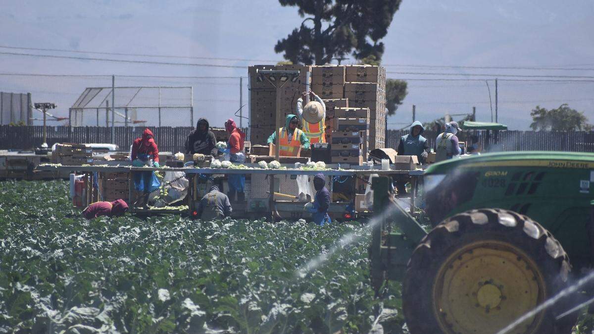Farmworkers pick cauliflower in the Santa Maria Valley. For the first time, cauliflower was the No. 2 crop in Santa Barbara County in 2020.