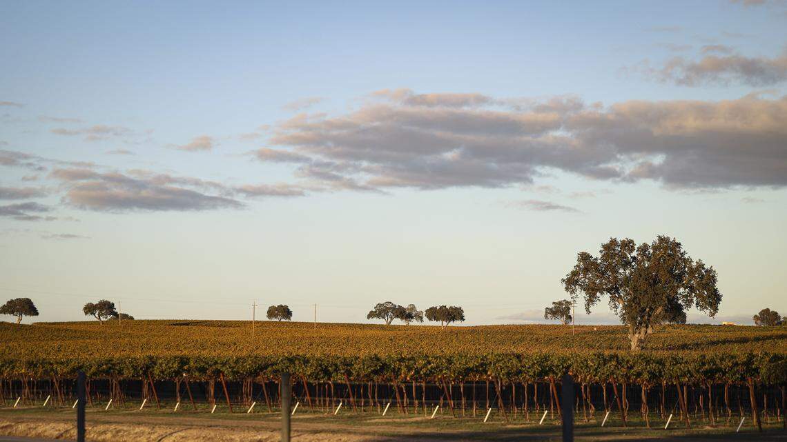 J. Lohr is in the oak dotted fields along Airport Road near Paso Robles, seen here on Nov. 6, 2025.