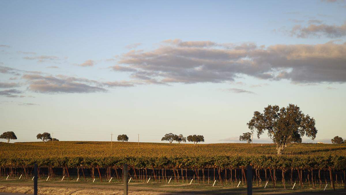 J. Lohr is in the oak dotted fields along Airport Road near Paso Robles, seen here on Nov. 6, 2025.