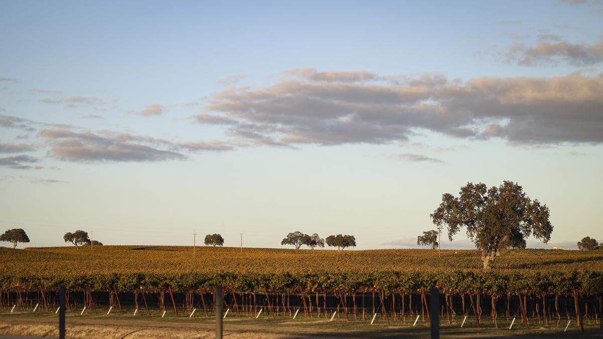 J. Lohr is in the oak dotted fields along Airport Road near Paso Robles, seen here on Nov. 6, 2025.