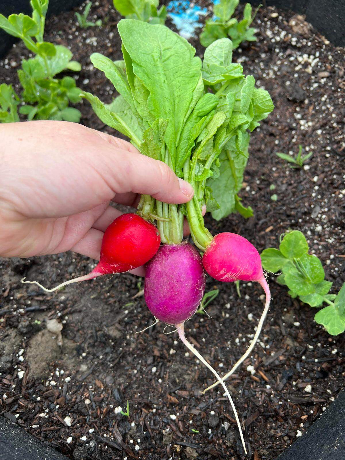 Radishes contain the phytonutrient sulphoraphane, which appears to inhibit cancer cell growth.
