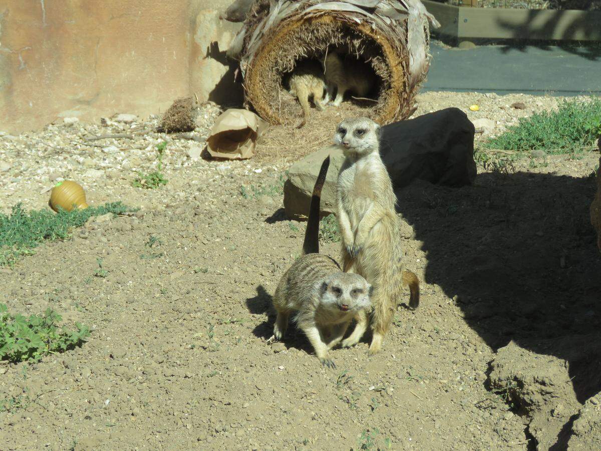 Bumble, Buzz and Honeycomb are the Central Coast Zoo’s newest residents. The three sisters joined the zoo’s two male meerkats in June 2026.