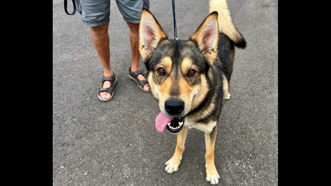 Looking for a canine companion? Falcon the shepherd mix is a calm, affectionate boy