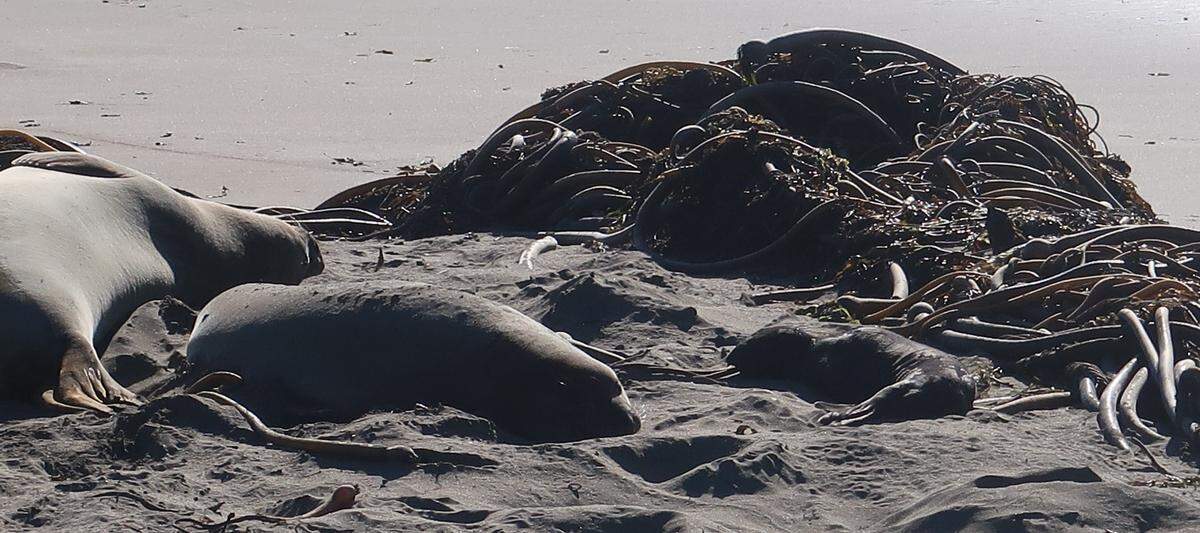 The Piedras Blancas rookery’s first pup of the 2021-22 season rests next to its mother, behind a pile of kelp washed up in the recent storm.