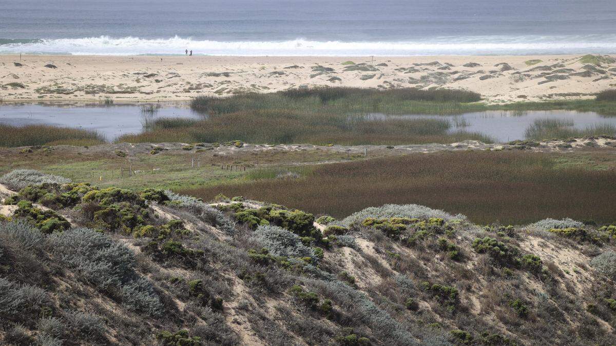 Wetlands now occupy the former site of oil pumping at the Guadalupe-Nipomo Dunes, seen here on Oct. 1, 2025. Chevron agreed to donate the property to the U.S. Fish and Wildlife Service once the remediation project of the former Unocal oil field is complete.