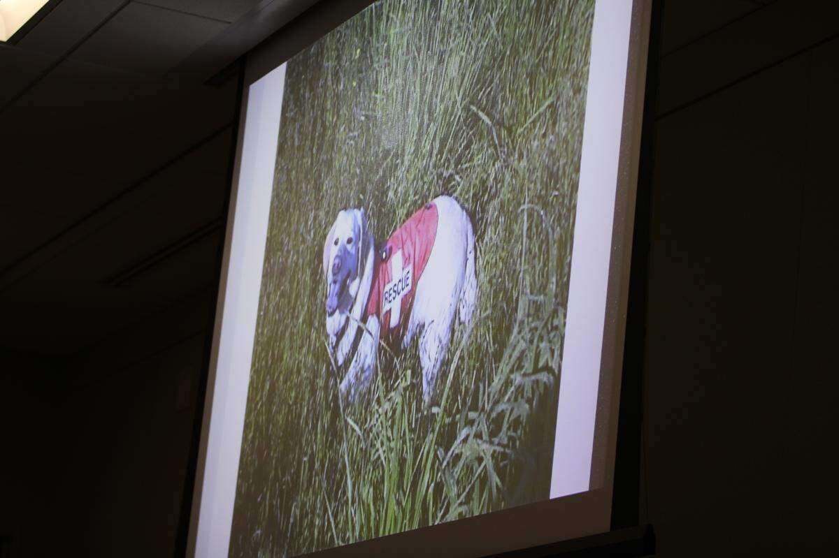 Wayne Behren’s human remains detection dog, Sierra, shown on a projector to the juries overseeing the Kristin Smart murder trial in Monterey County Superior Court on Aug. 16, 2022. Behrens and his dog, Sierra, helped with law enforcement searches for Smart in 1996.