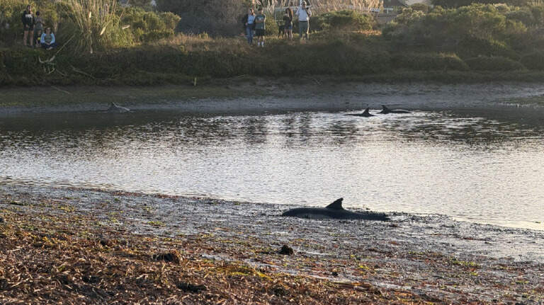 Dolphin dies after pod gets stuck in SLO County cove, 3 others rescued