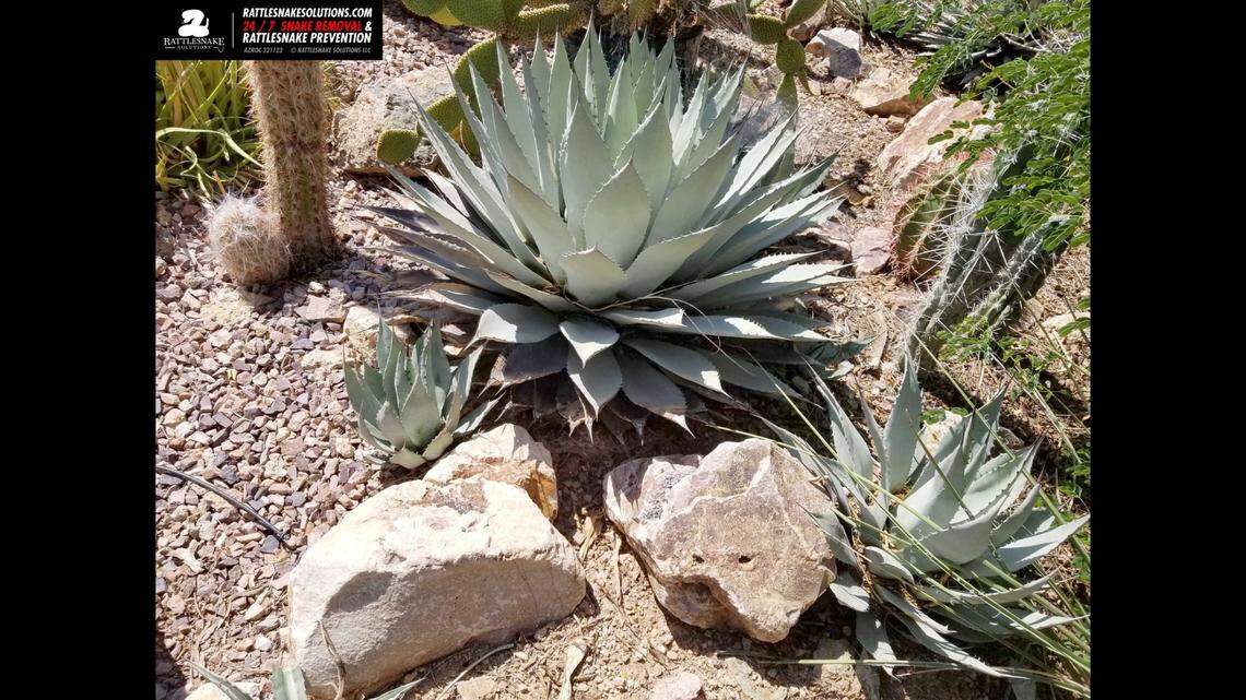 The Arizona Snake Identification group rattled people on social media, after posting a garden photo on Facebook and noting there’s a rattlesnake hiding in it