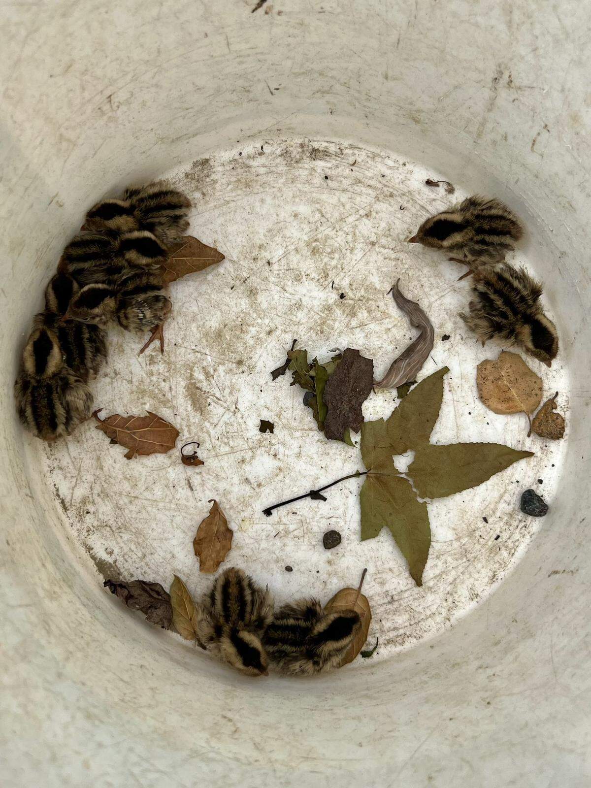 Five Cities Fire Authority firefighters rescued several quail checks that had fallen into a storm drain in Arroyo Grande on Friday afternoon, May 19, 2023.