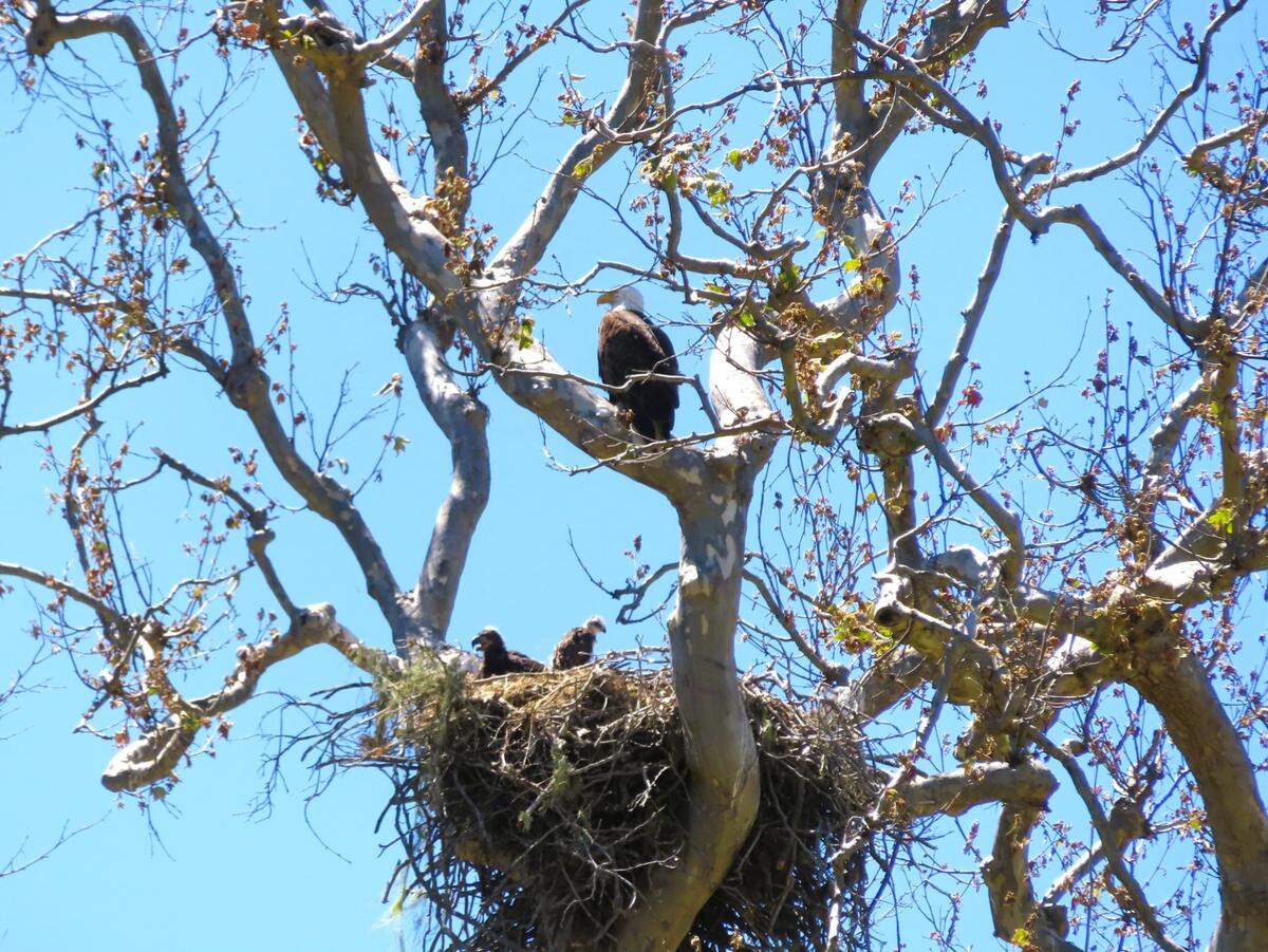 A baby red-tailed hawk was plucked by bald eagle parents and is now sharing a nest in San Simeon with an eagle family, seen on May 26, 2024.