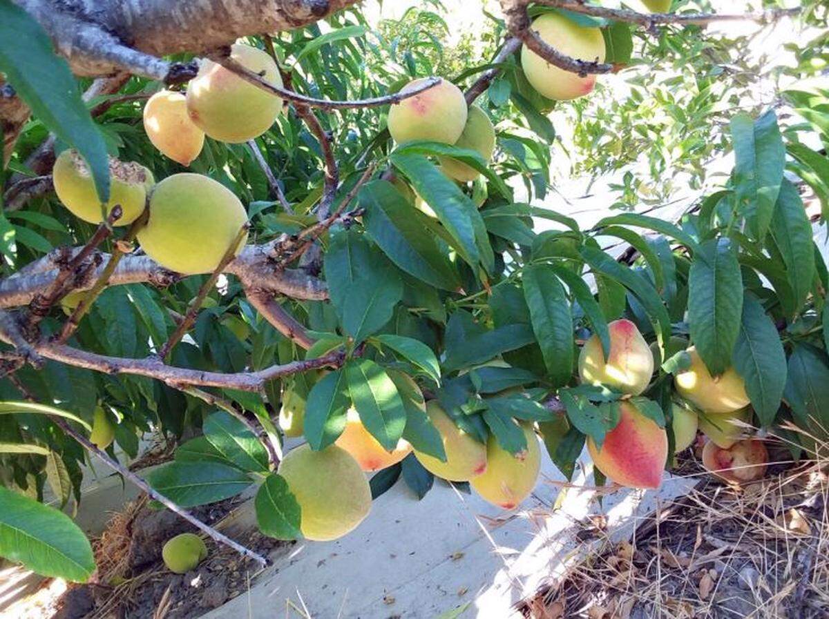 An ancient peach tree still bears fruit to this day at Jay Fickes’ See Canyon Orchard. 
