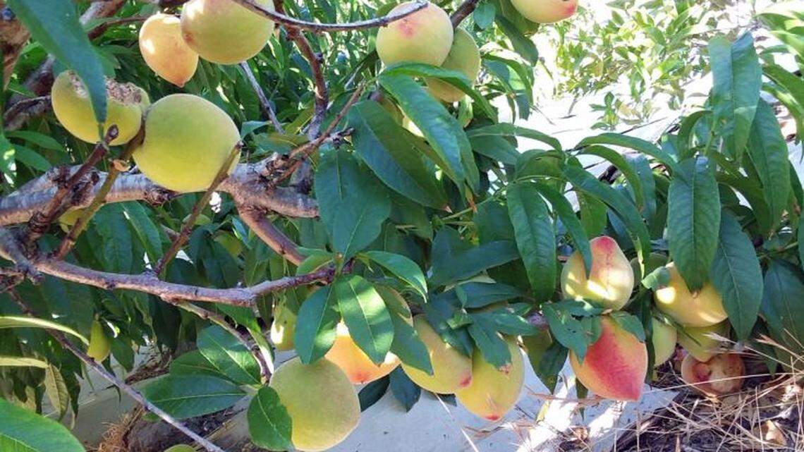‘Finest fruit I ever tasted’: Are ancient peach trees of SLO’s See Canyon still alive today?