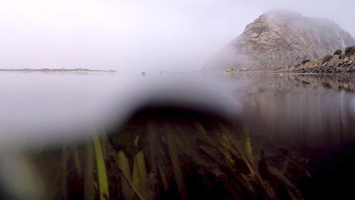 Morro Rock in the background with eelgrass visible in foreground. In Morro Bay, eelgrass supports the health of the bay. 7-10-2019 David Middlecamp