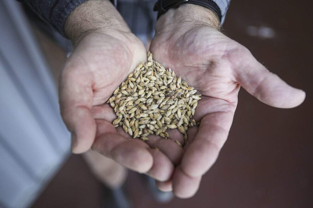 Malted barley is a key ingredient. Scenes from the Firestone Walker brewery in Paso Robles, seen here on April 14, 2026.