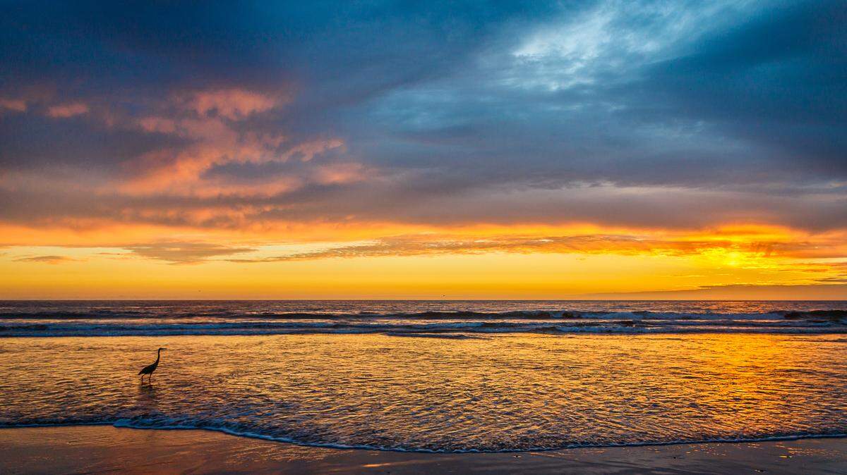 Under a colorful sky, a great blue heron walks the shoreline for dinner Sunday evening at Morro Strand.