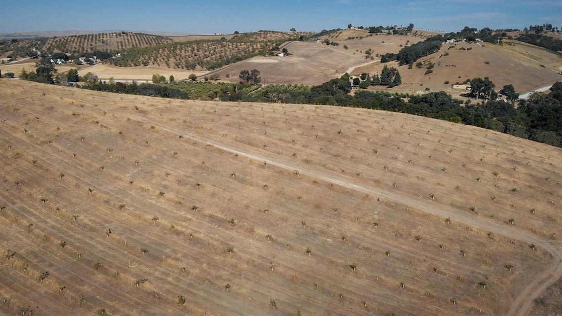Tim Boatman is attempting the notoriously difficult task of growing black truffles on the roots of oak trees on his small Templeton farm.