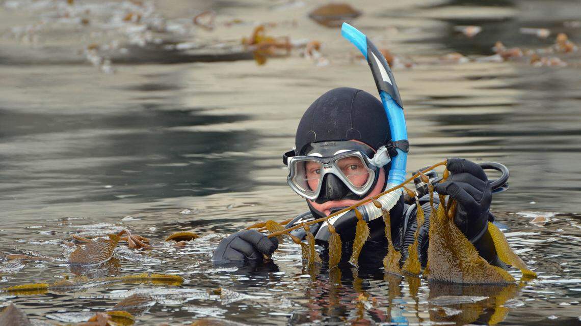 Marine biologist Jim Kelly holding California Giant kelp in the Diablo Canyon Marina.
