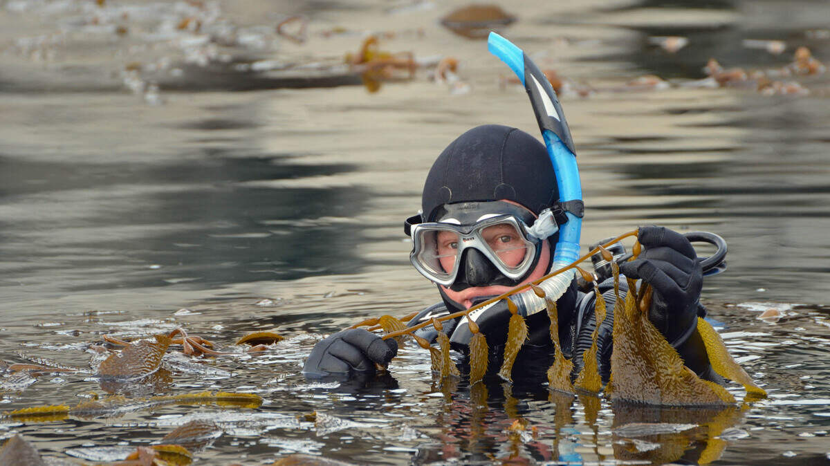 Marine biologist Jim Kelly holding California Giant kelp in the Diablo Canyon Marina.
