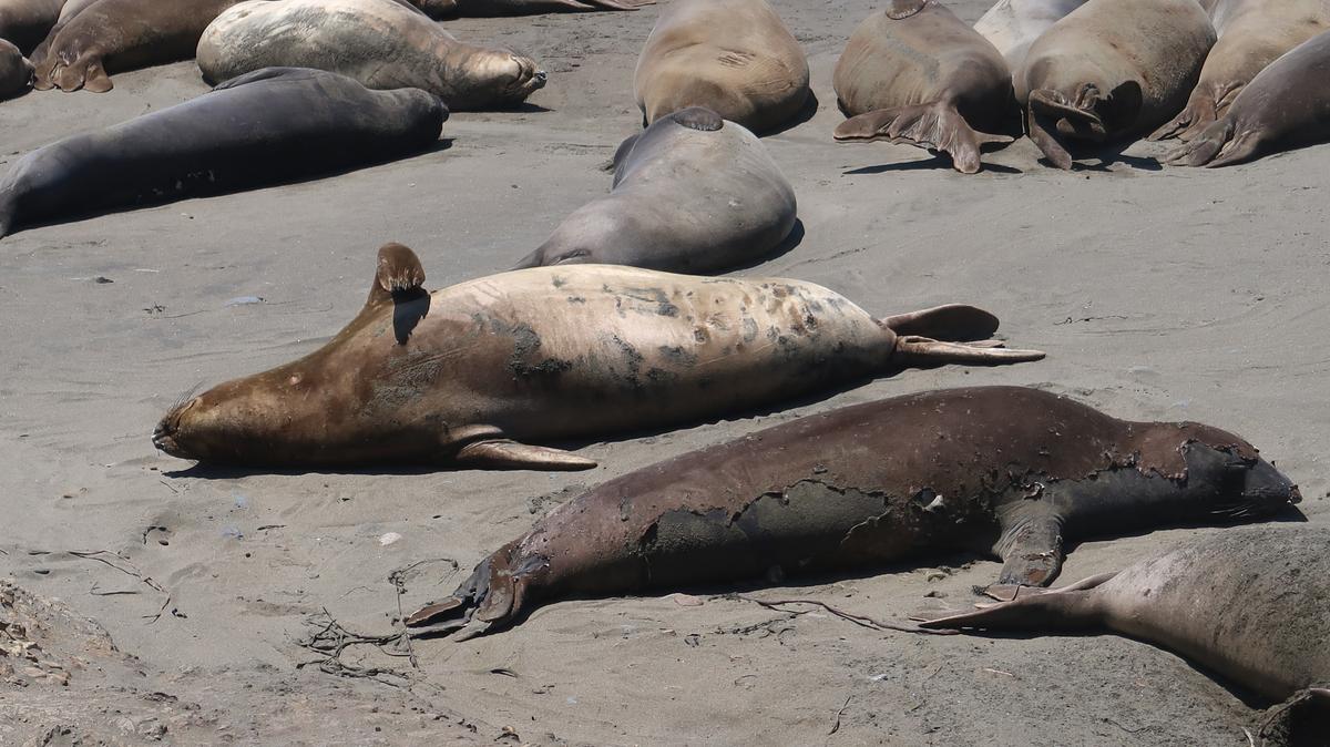 The belly of one elephant seal at the Piedras Blancas rookery north of San Simeon shows skin molting first around cookie cutter shark bite scars. Another seal’s back is molting; it’s darker than the counter-shaded belly.