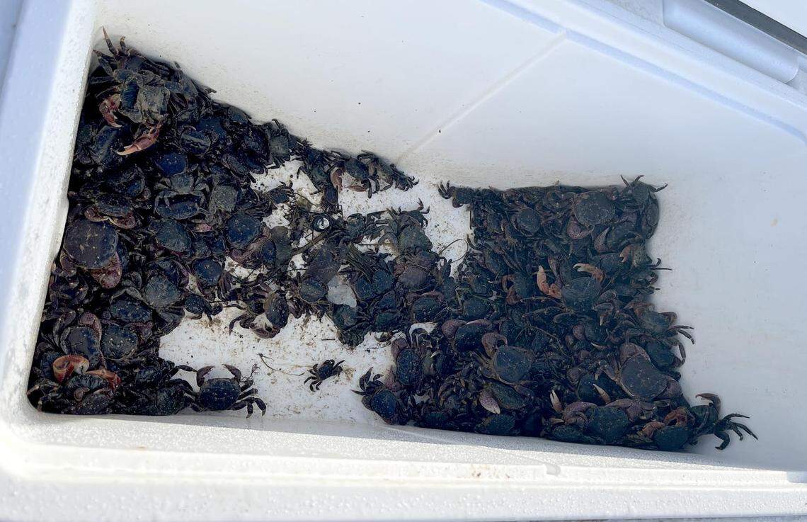 Two people were cited after a state Fish & Wildlife officer caught them harvesting hundreds of striped shore crabs at Estero Bluff State Park. The pair had collected 351 crabs, exceeding the legal limit by 281. The crabs were returned to the ocean.