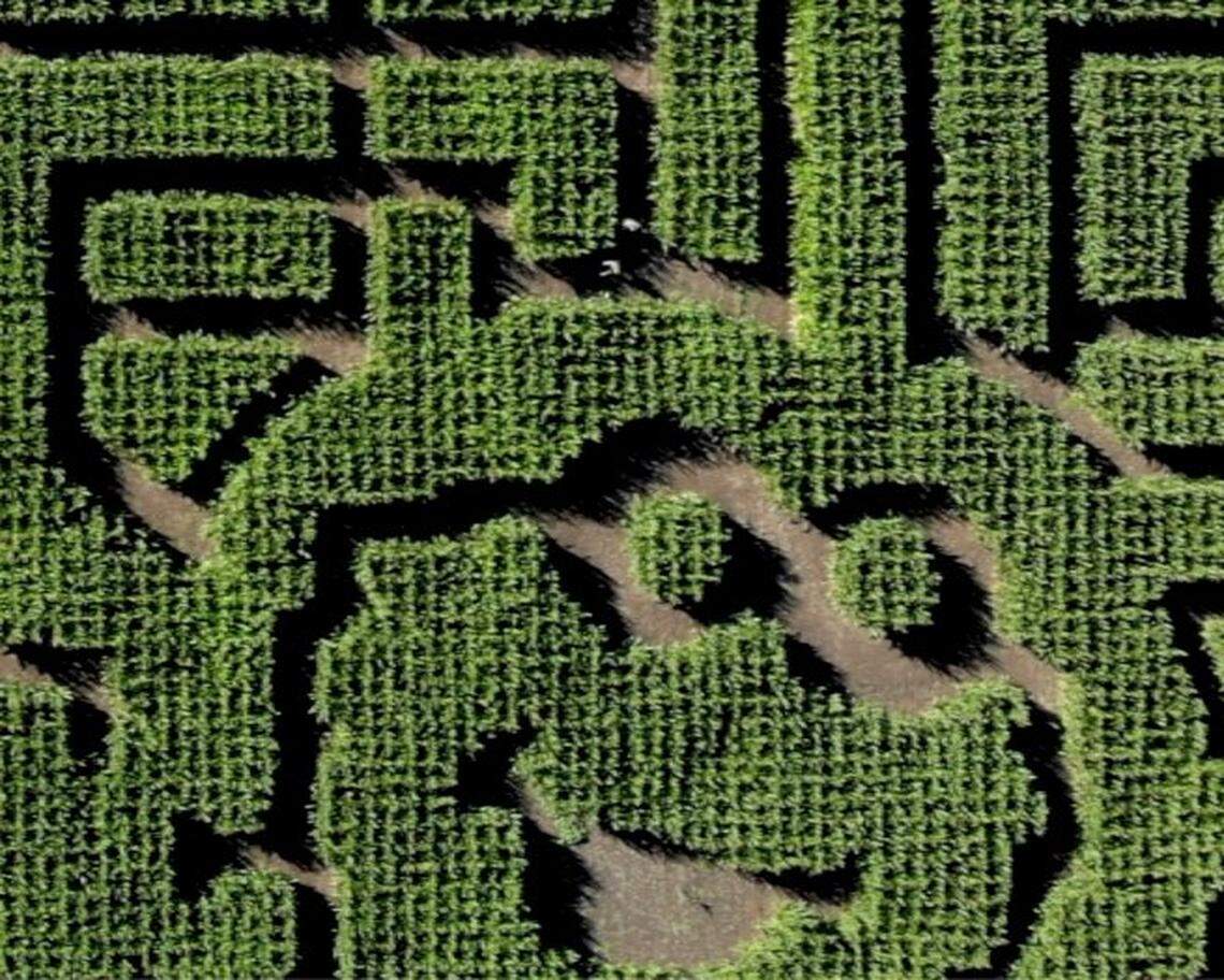 Brookshire Farms features a 4.5-acre “Sesame Street”-themed corn maze on Los Osos Valley Road between Los Osos and San Luis Obispo seen here on Oct. 7, 2025.