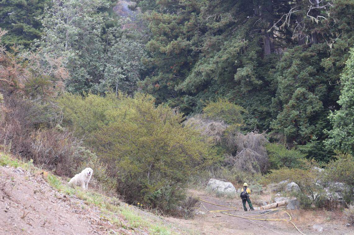 Rye, a dog owned by Lucia resident Rhea Withrow, monitors the situation as firefighters continue to work on the smoking remains of backburns along the property.