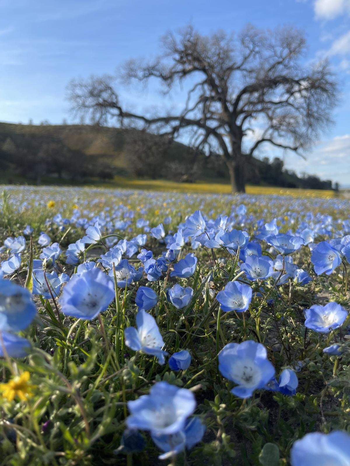 Melissa Walker-Scott shot this photo of baby blue eyes and other wildflowers at Shell Creek Road off Highway 58 near Santa Margarita in early April 2023.