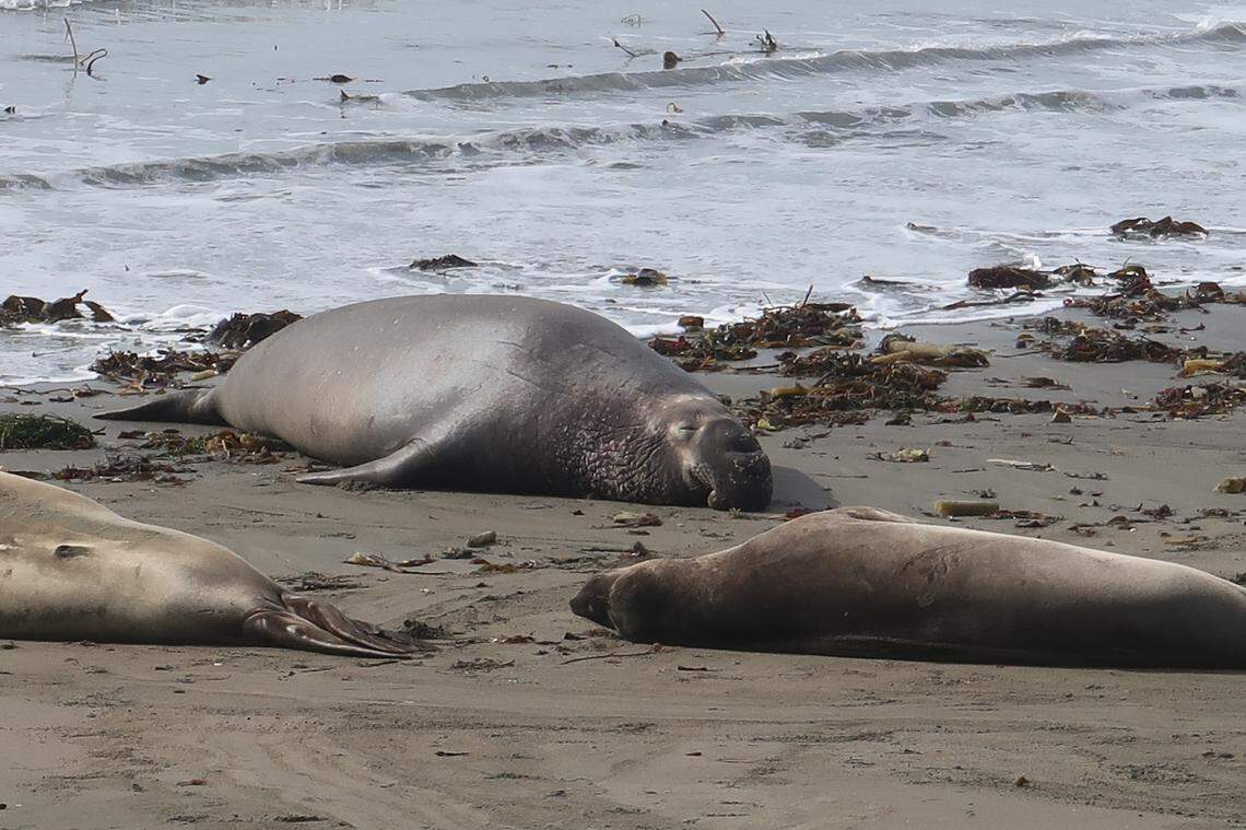 Notice the crease across this mature bull elephant seal’s nose, and the way it rests on the sand.
