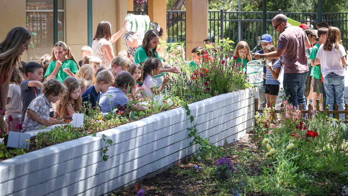 Santa Margarita Elementary students released painted lady butterflies and lady bugs in the school’s garden on May 22, 2024. Parents and faculty assembled for the event.