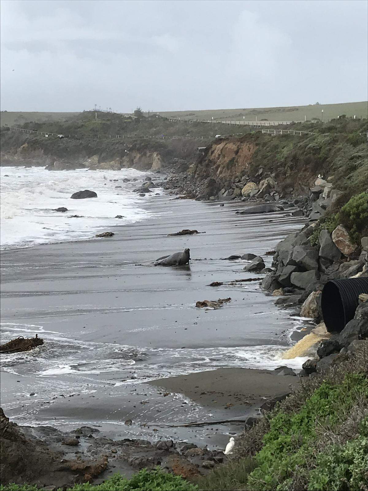 Both north and south beaches at the Piedras Blancas elephant seal rookery north of San Simeon were inundated during recent storms.