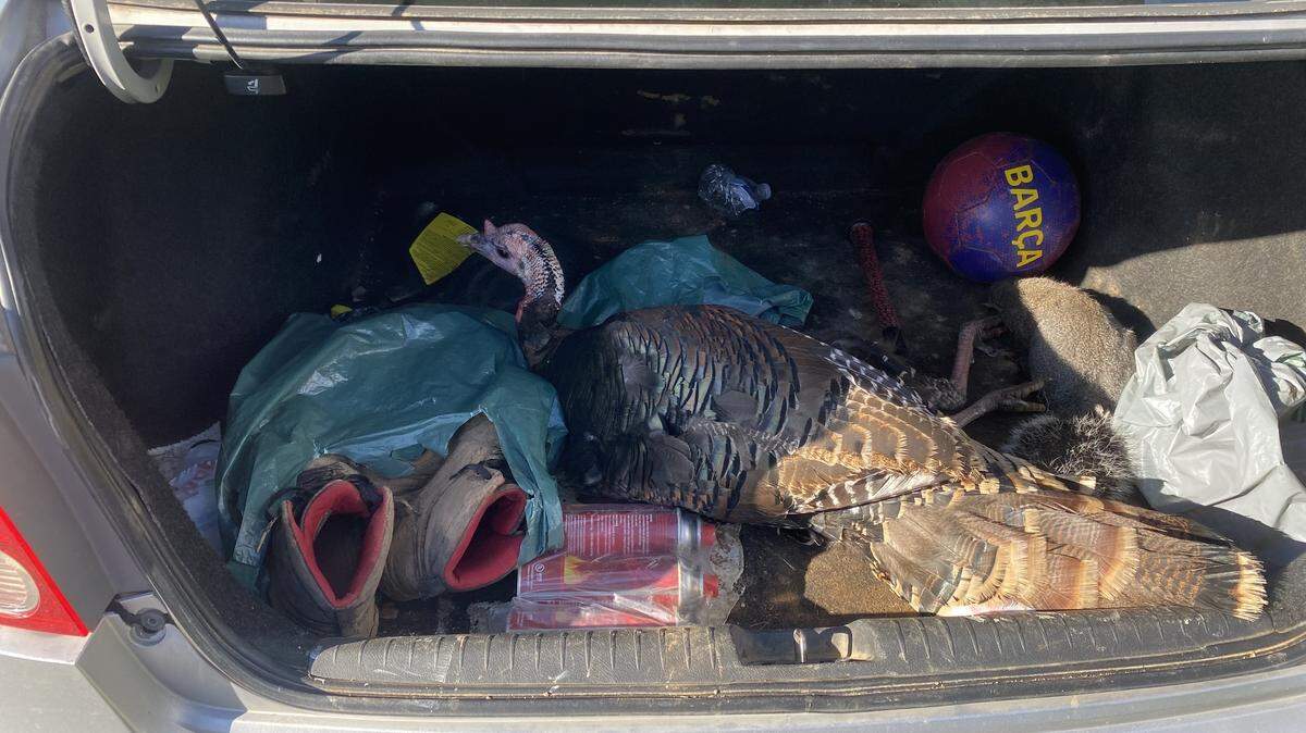 A California Department of Fish and Wildlife officer found a tom turkey and squirrel wounded but alive in the trunk of a Honda Civic in a suspected case of road hunting.