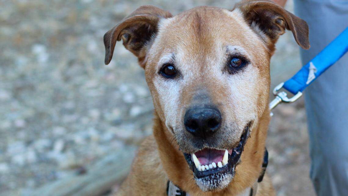 Bruno the sweet senior dog was rescued after his owner died. Now he needs a new home