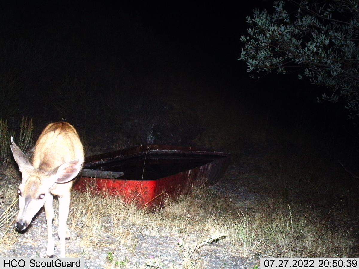 A deer gets up close and personal with one of the cameras set up at the Pismo Preserve in San Luis Obispo County, California in July 2022.