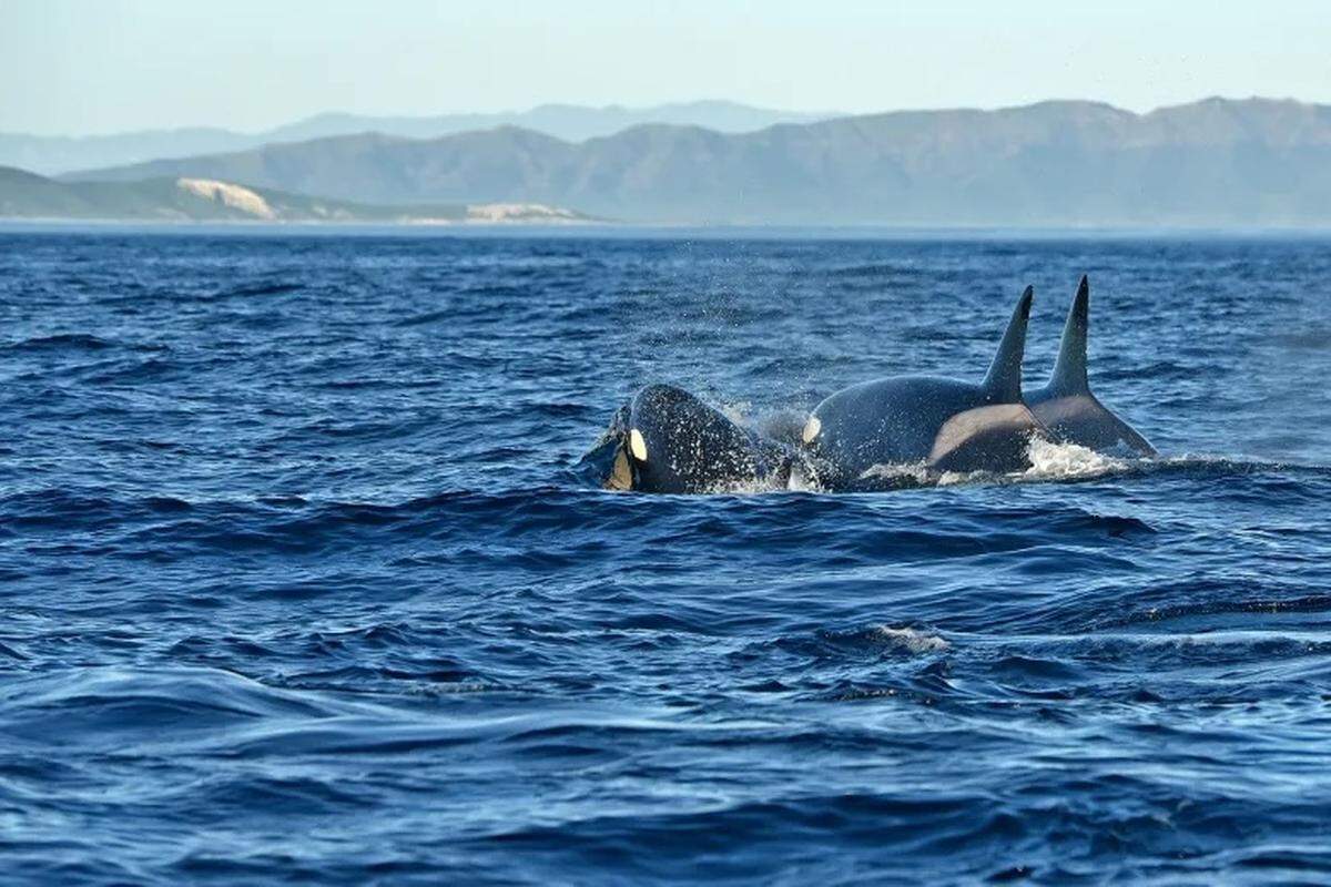 Orcas swim in the Santa Barbara Channel in January 2026.