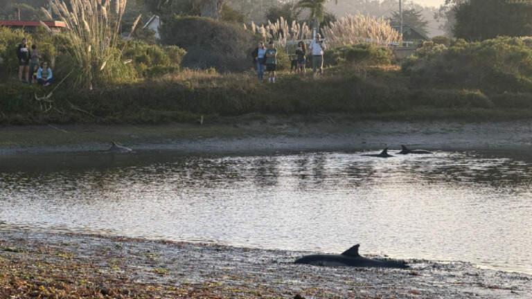 Dolphin dies after pod gets stuck in SLO County cove, 3 others rescued