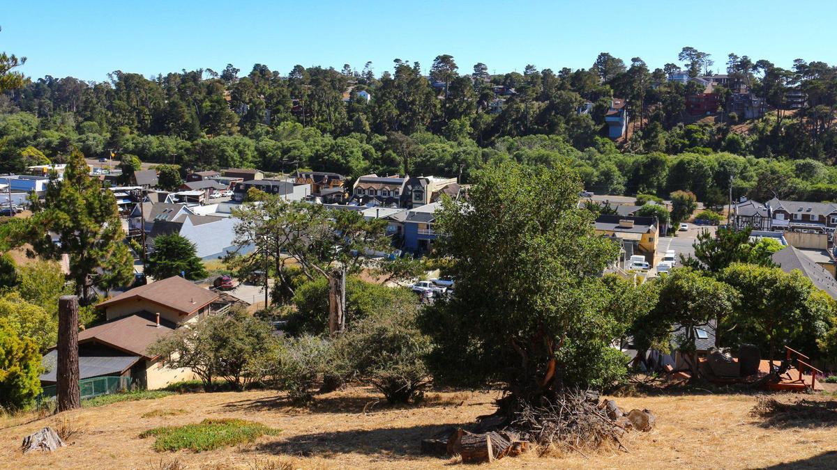This forested area in Hearst San Simeon State Park just north of Cambria recently underwent a prescribed burn by California State Parks.