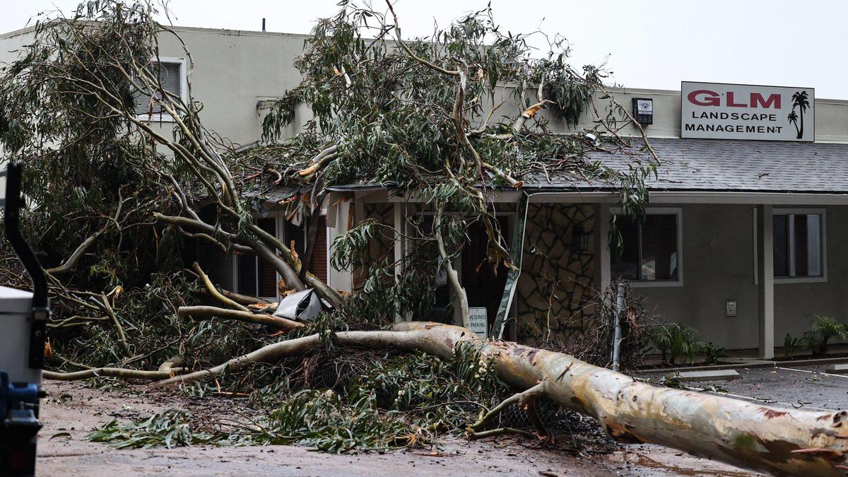 A eucalyptus tree fell across 4th Street in Grover Beach and into the GLM Landscape Management building as another atmospheric river hit the region on March 14, 2023. Shortly afterward, a neighboring tree fell the other way onto the Union Pacific Railroad tracks.