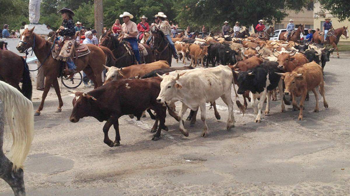 About 50 head of cattle were driven for about three miles on Paso Robles streets today to kick-off the opening of the California Mid-State Fair.