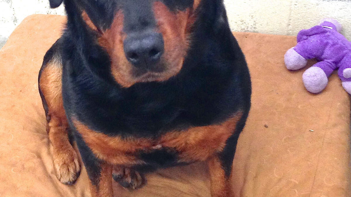 Sally is a loyal, intelligent 3-year-old Rottweiler.
