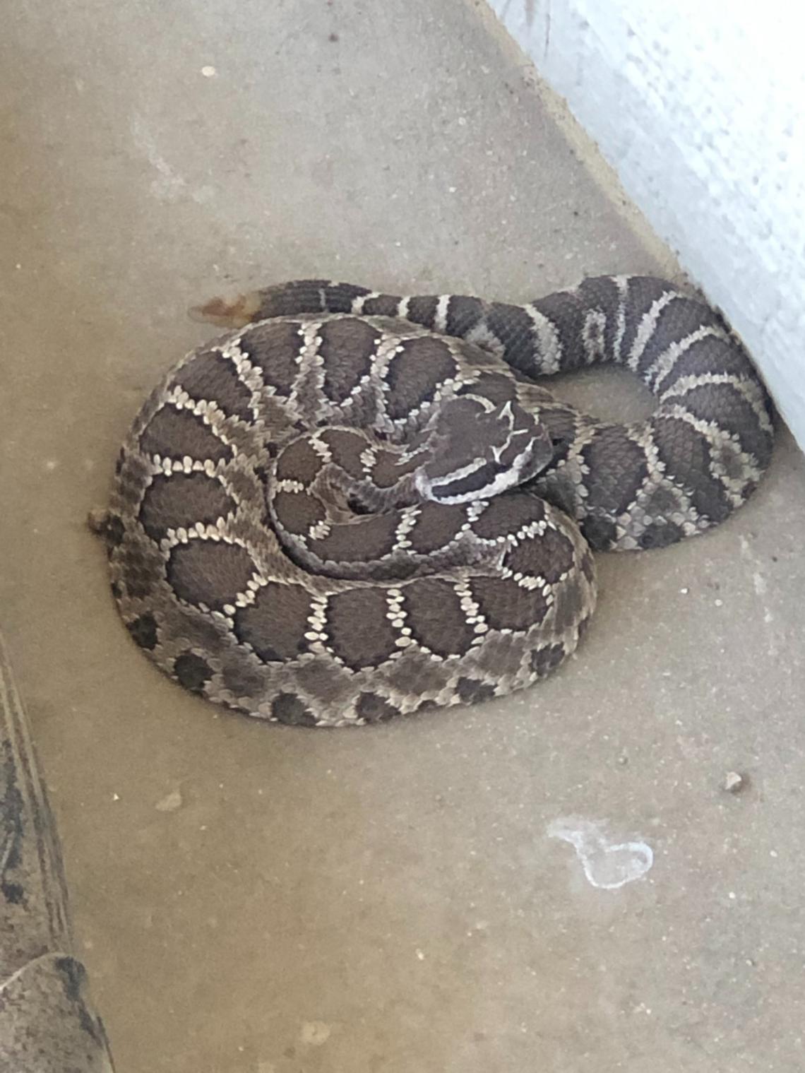 brown and white snake coiled on gray concrete