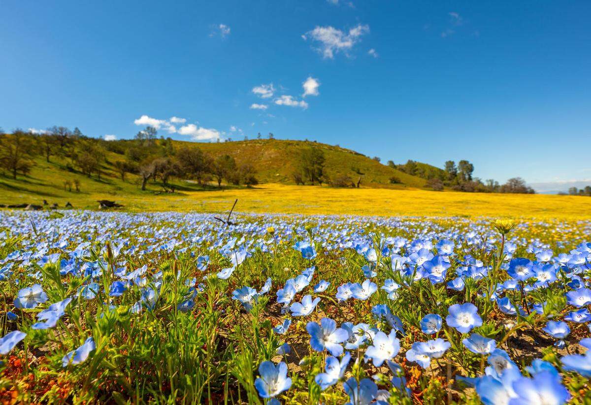 Flowers blooming along Shell Beach Road and Highway 58 in Santa Margarita in 2023.