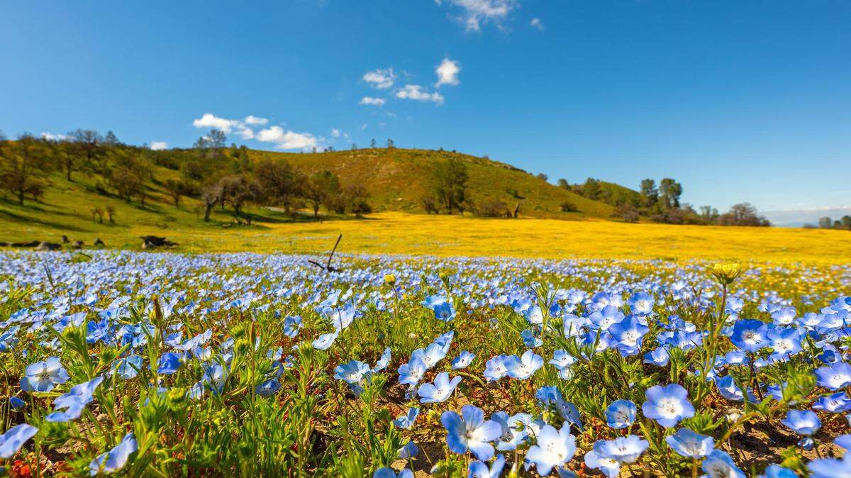 Flowers blooming along Shell Beach Road and Highway 58 in Santa Margarita.