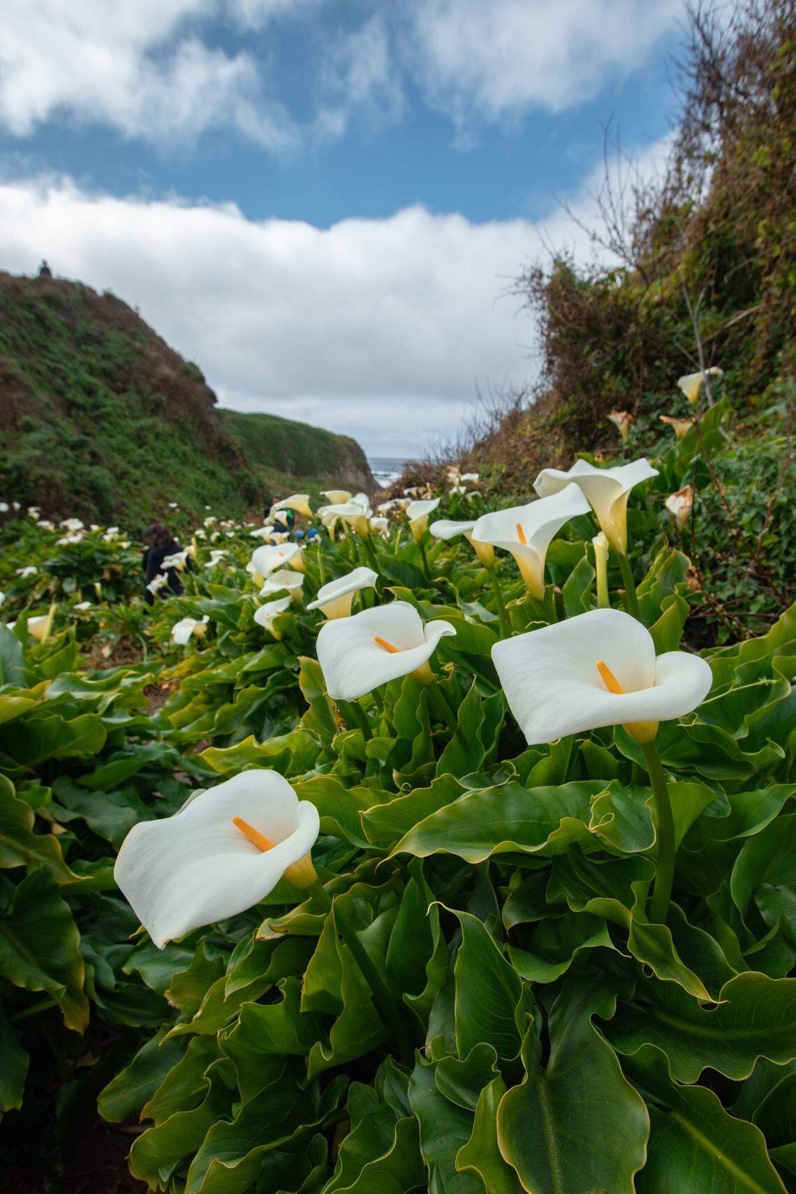 Flowers bloom at Calla Lilly Valley in Garrapata State Park.