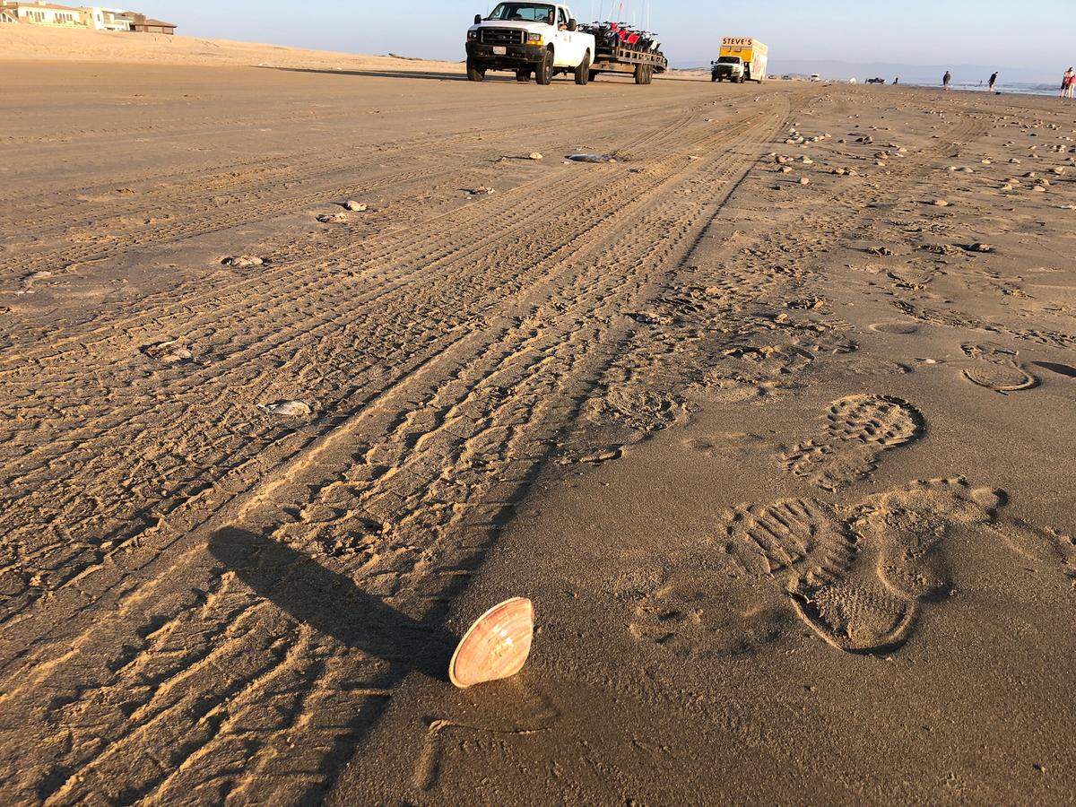 Tire tracks run over surfaced clams at Pismo State Beach north of the Oceano Dunes State Vehicular Recreation Area.